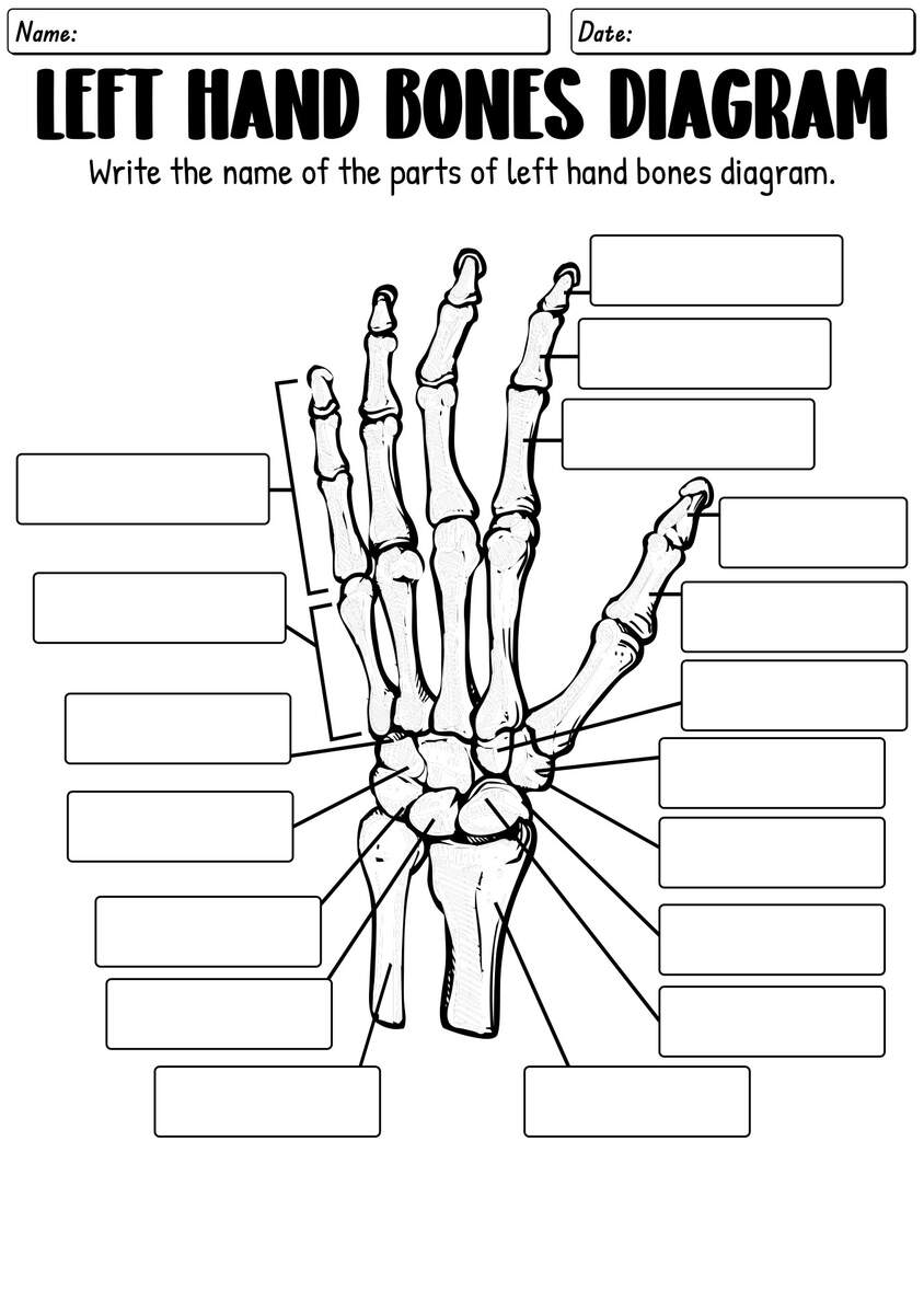 13 Skeleton Bones Labeled Worksheets Free PDF At Worksheeto 13 Skeleton Bones Labeled Worksheets Free PDF At Worksheeto