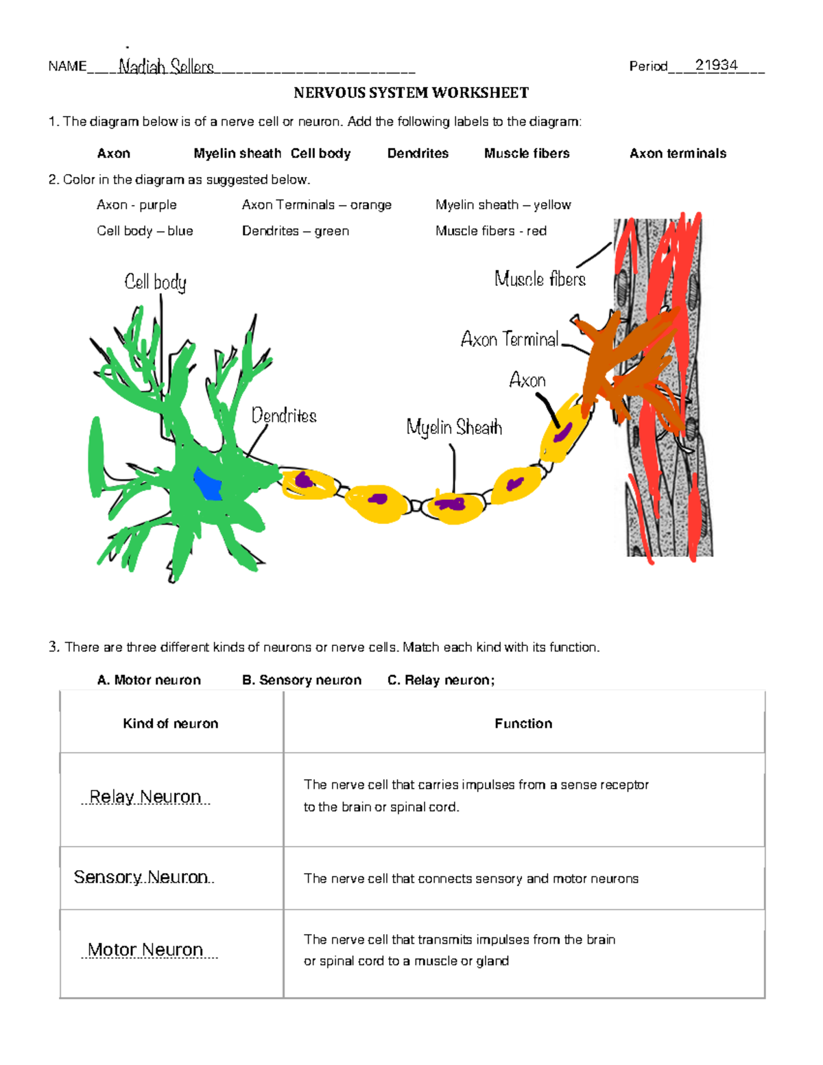 Biology Nervous System Worksheet CNS PNS Overview Studocu