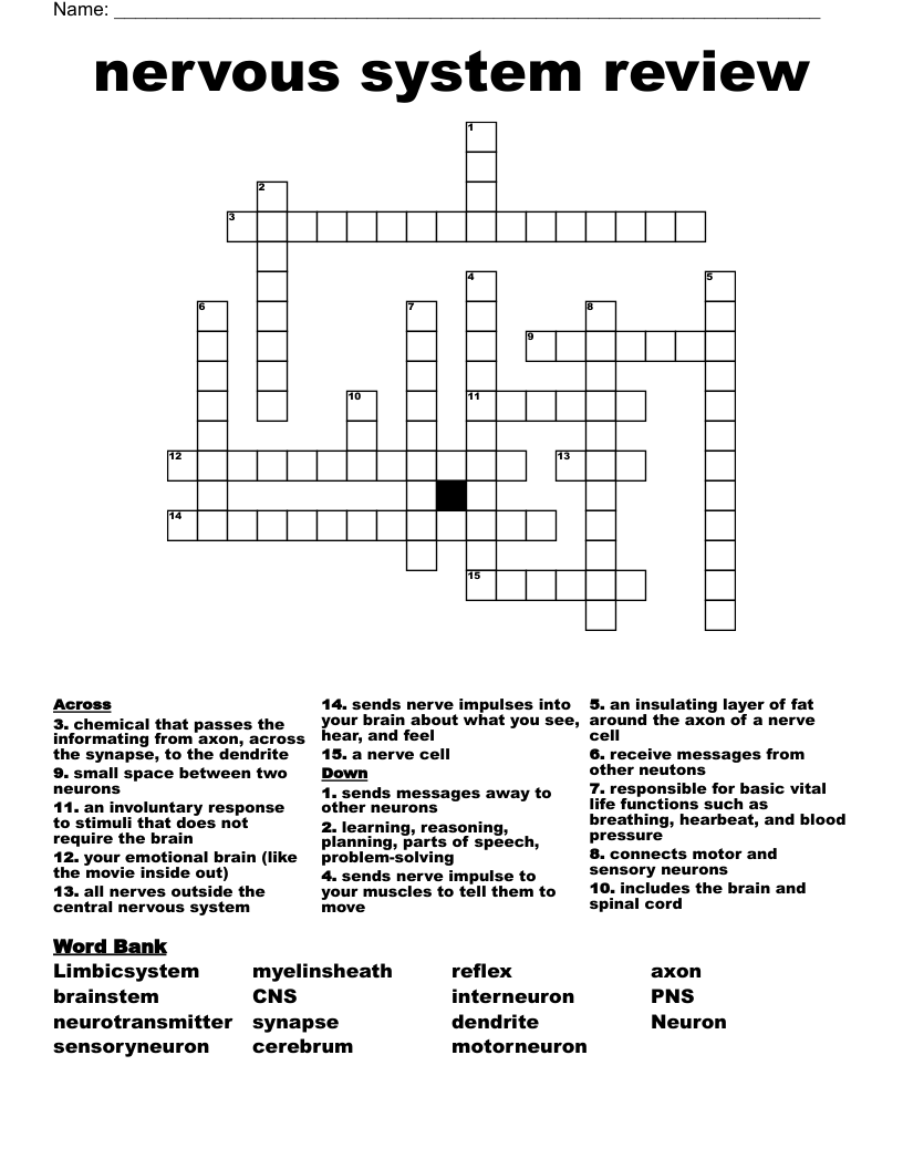 Nervous System Review Crossword WordMint Nervous System Review Crossword WordMint