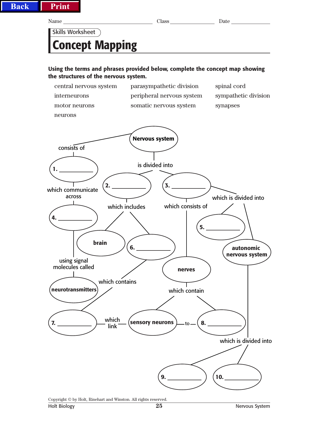 Nervous System Worksheet Concept Mapping More Parts Of The Brain And Neuron Crossword WordMint