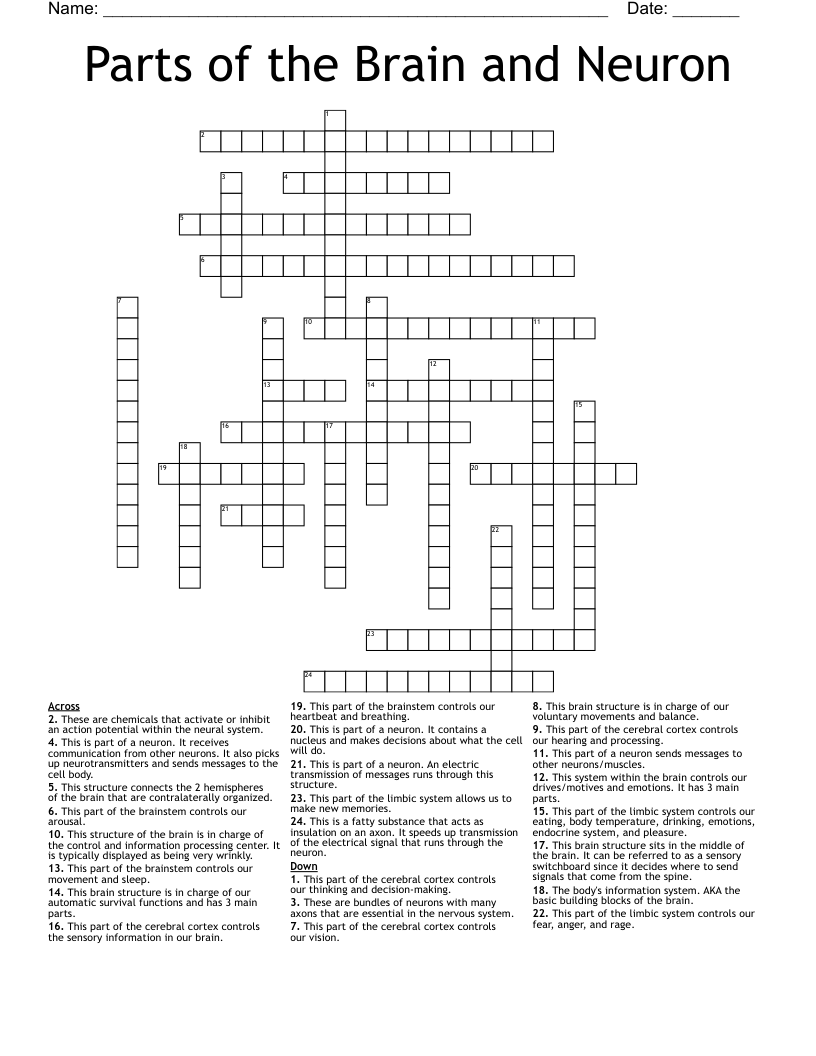 Parts Of The Brain And Neuron Crossword WordMint Parts Of The Brain And Neuron Crossword WordMint