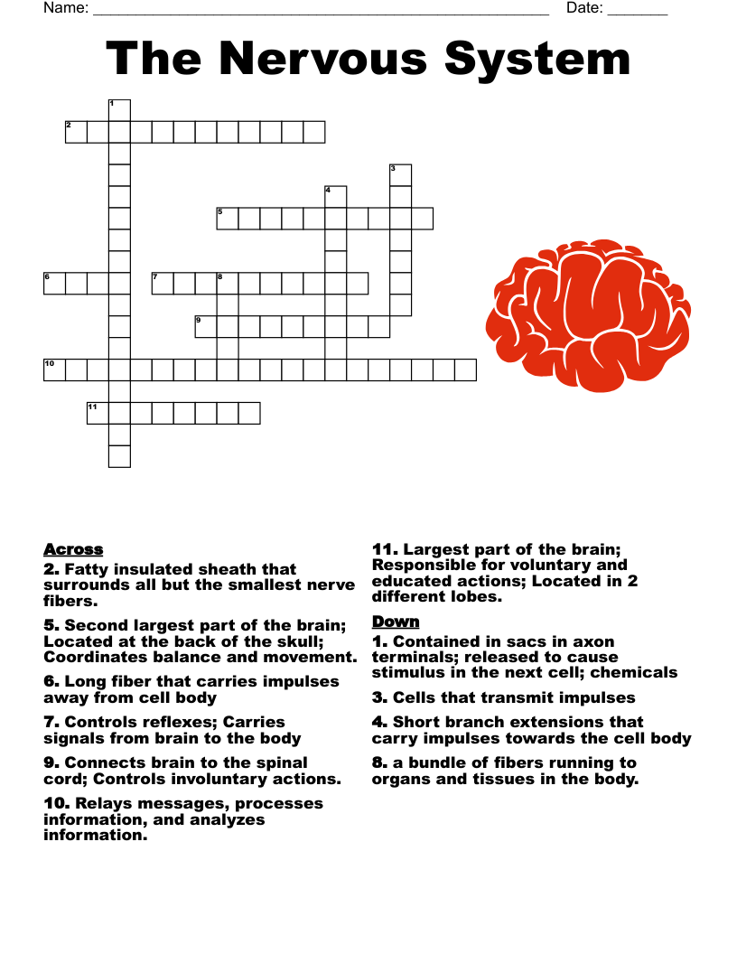 Parts Of The Brain And Neuron Crossword WordMint Parts Of The Brain And Neuron Crossword WordMint