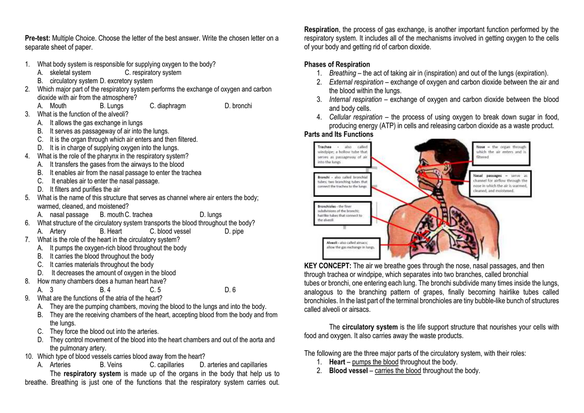 Respiratory Circulatory Systems Worksheet Respiratory Circulatory Systems Worksheet